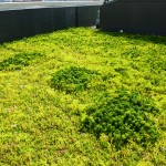 TNC 2010-06-23 020 More of the green roof material