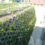 TNC 2010-06-23 037 A closeup of the living wall from above